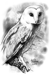owl Copy